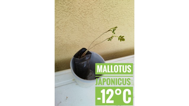 Mallotus japonicus