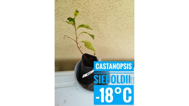 Castanopsis sieboldii