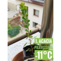 Acacia pravissima