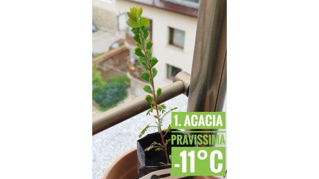 Acacia pravissima