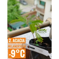 Acacia melanoxylon