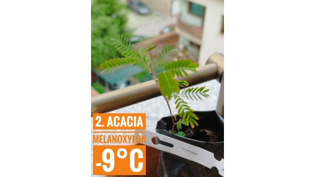 Acacia melanoxylon