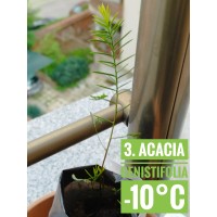 Acacia genistifolia