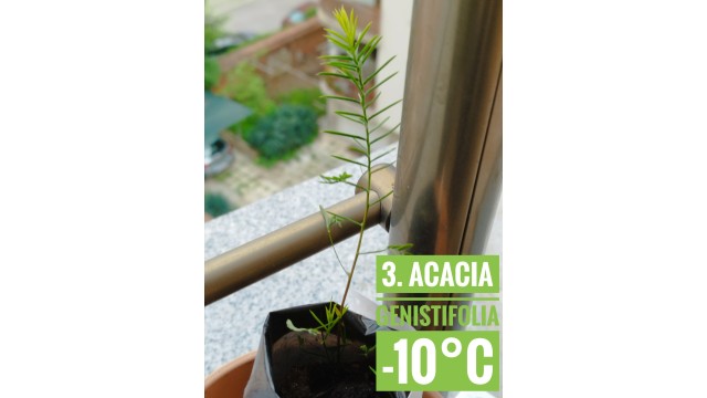 Acacia genistifolia
