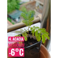 Acacia mearnsii