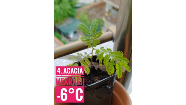 Acacia mearnsii