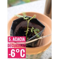 Acacia decurrens