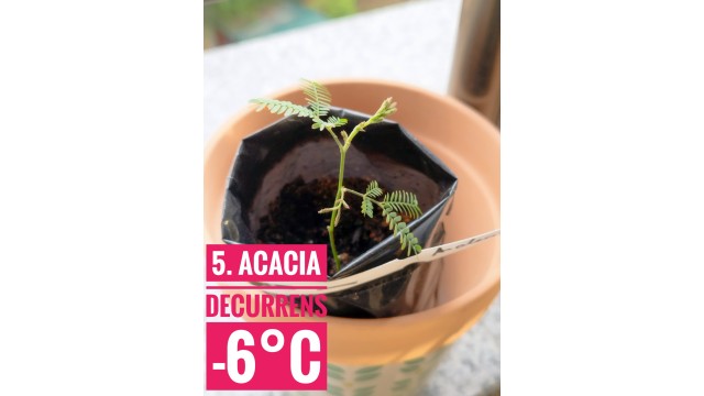 Acacia decurrens