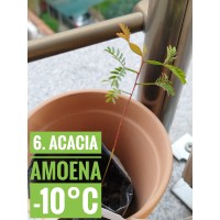 Acacia amoena