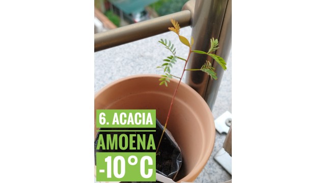 Acacia amoena
