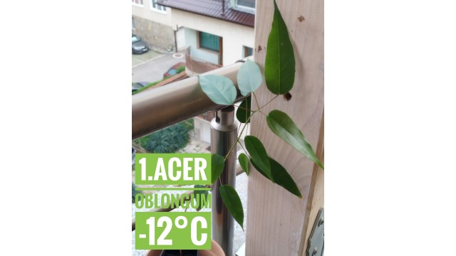 Acer oblongum