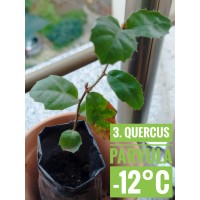 Quercus parvula