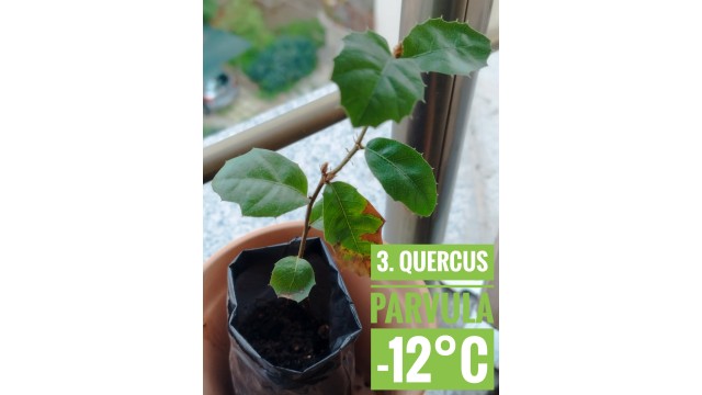 Quercus parvula