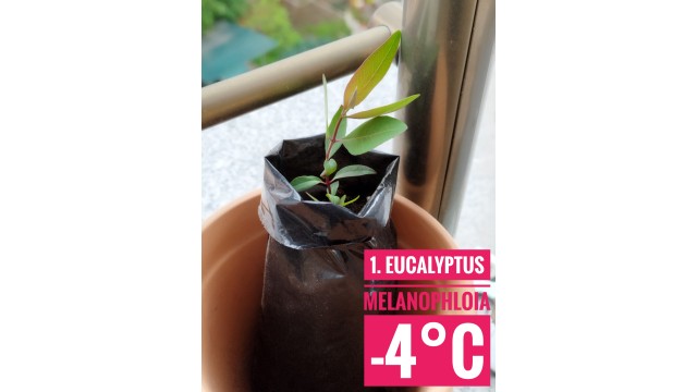 Eucalyptus melanophloia