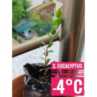 Eucalyptus transcontinentalis