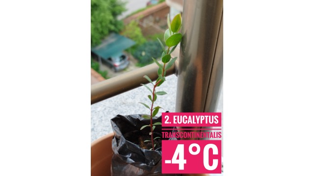 Eucalyptus transcontinentalis
