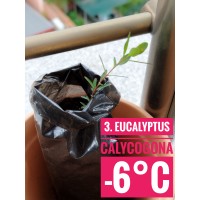 Eucalyptus calycogona