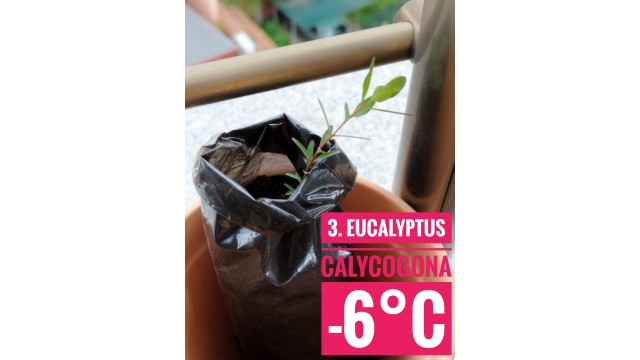 Eucalyptus calycogona Eucalyptus calycogona