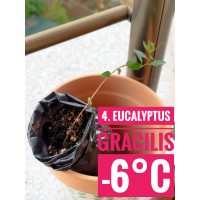 Eucalyptus gracilis