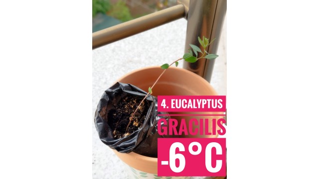 Eucalyptus gracilis