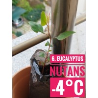 Eucalyptus nutans