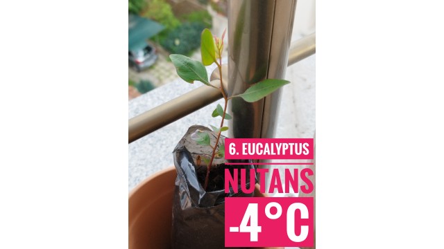 Eucalyptus nutans