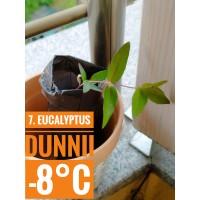 Eucalyptus dunnii