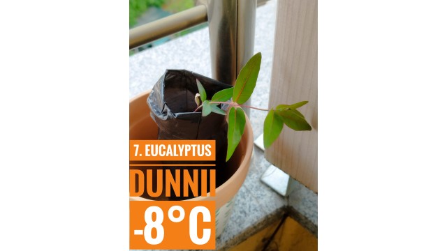 Eucalyptus dunnii