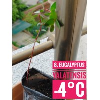 Eucalyptus yalatensis