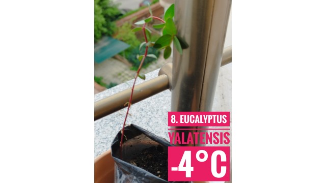 Eucalyptus yalatensis