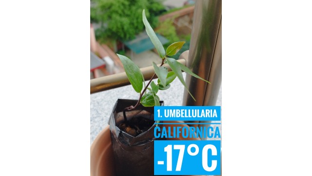 Umbellularia californica