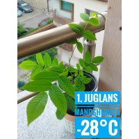 Juglans mandshurica Juglans mandshurica