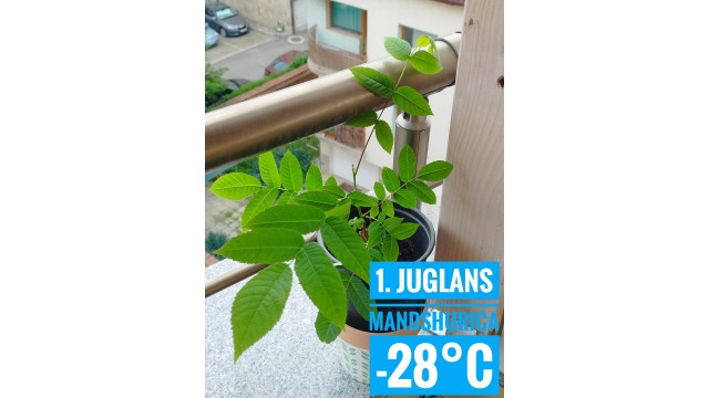 Juglans mandshurica Juglans mandshurica