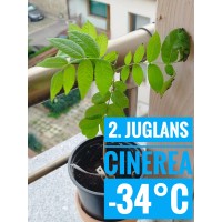 Juglans cinerea