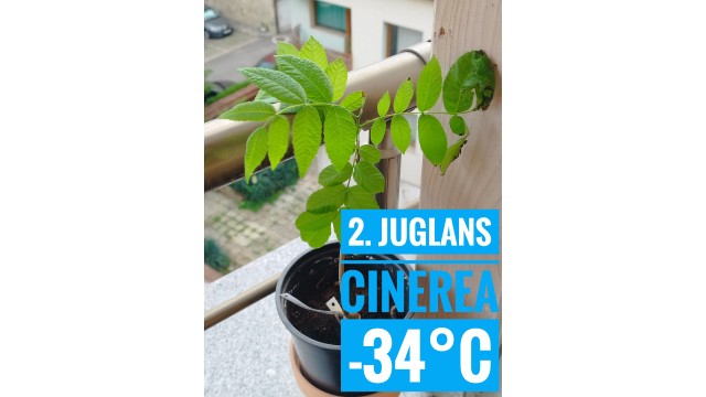 Juglans cinerea Juglans cinerea