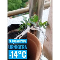 Eucalyptus urnigera