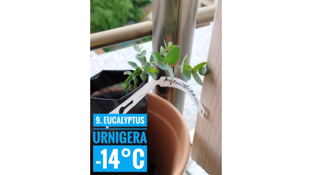Eucalyptus urnigera