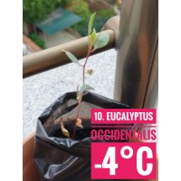 Eucalyptus occidentalis