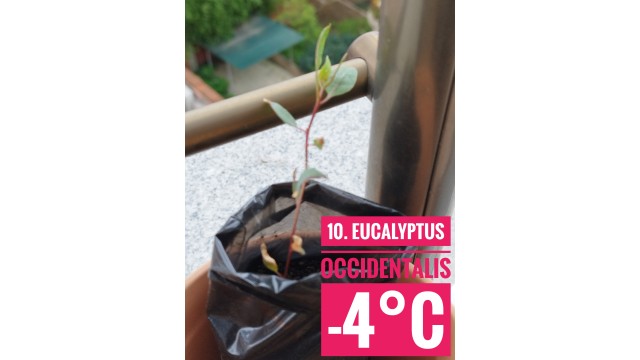Eucalyptus occidentalis
