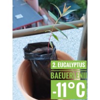 Eucalyptus baeuerlenii