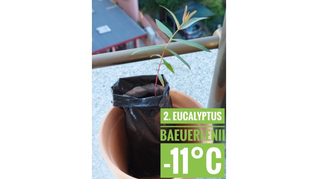 Eucalyptus baeuerlenii Eucalyptus baeuerlenii