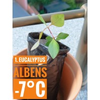 Eucalyptus albens