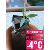 Eucalyptus populnea