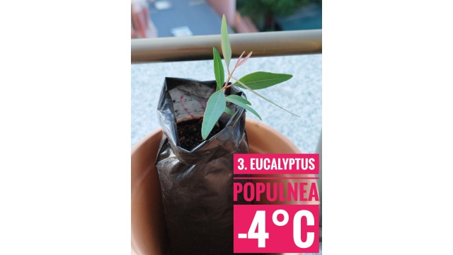 Eucalyptus populnea