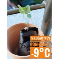 Eucalyptus goniocalyx