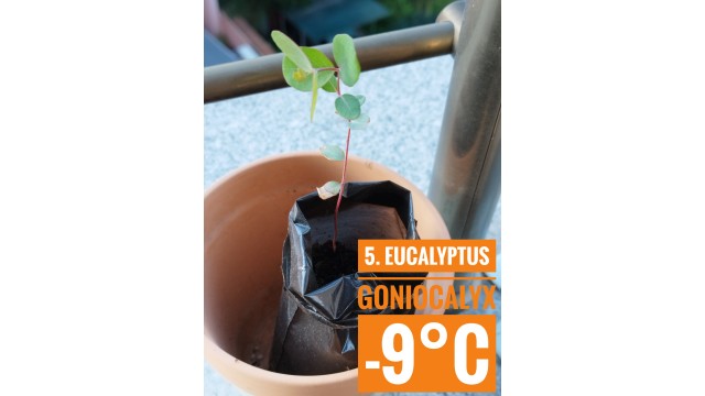 Eucalyptus goniocalyx