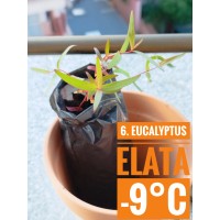 Eucalyptus elata