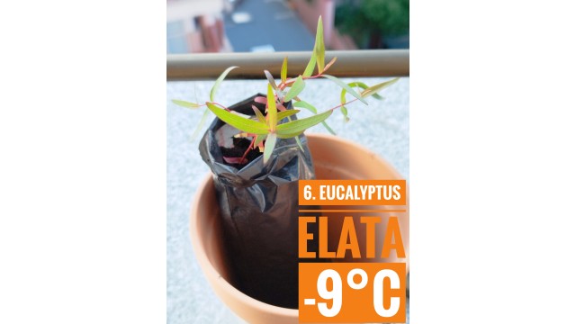 Eucalyptus elata
