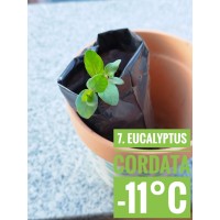 Eucalyptus cordata