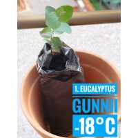 Eucalyptus gunnii